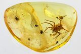 Fossil Pseudocentipede with Two Spiders In Baltic Amber - Rare #346384-3